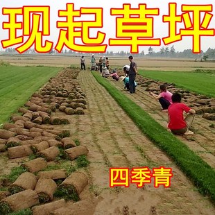 包邮草皮带土草皮草坪庭院草坪草皮 马尼拉草皮 百慕大草皮带泥土