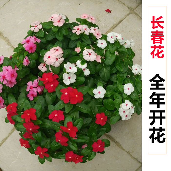 五瓣梅长春花种子舜农包邮四季