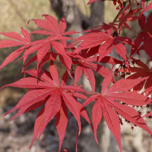 新采林木树种籽三角枫种子鸡爪槭种子青枫种子五角枫种子四季可播