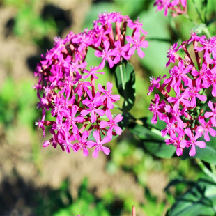 高雪轮花种子钟石竹美人草四季种易养易活盆栽耐寒耐热庭院花种籽