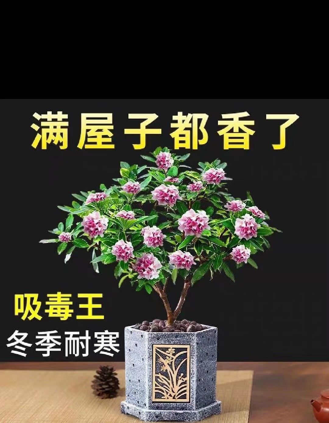 金边瑞香常绿植物盆栽办公室桌面图片