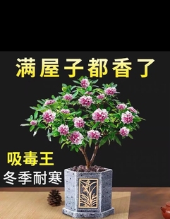 金边瑞香常绿植物盆栽大小树苗开花香浓郁净化空气办公室桌面阳台