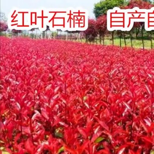 红叶石楠红叶石兰庭院绿化树红罗宾红叶石楠树苗火焰红北方耐寒