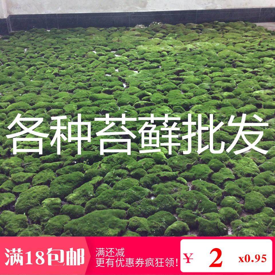 水陆缸青苔绿植物  微景观盆栽苔藓 庭院造景绿植 夏天阴干发货
