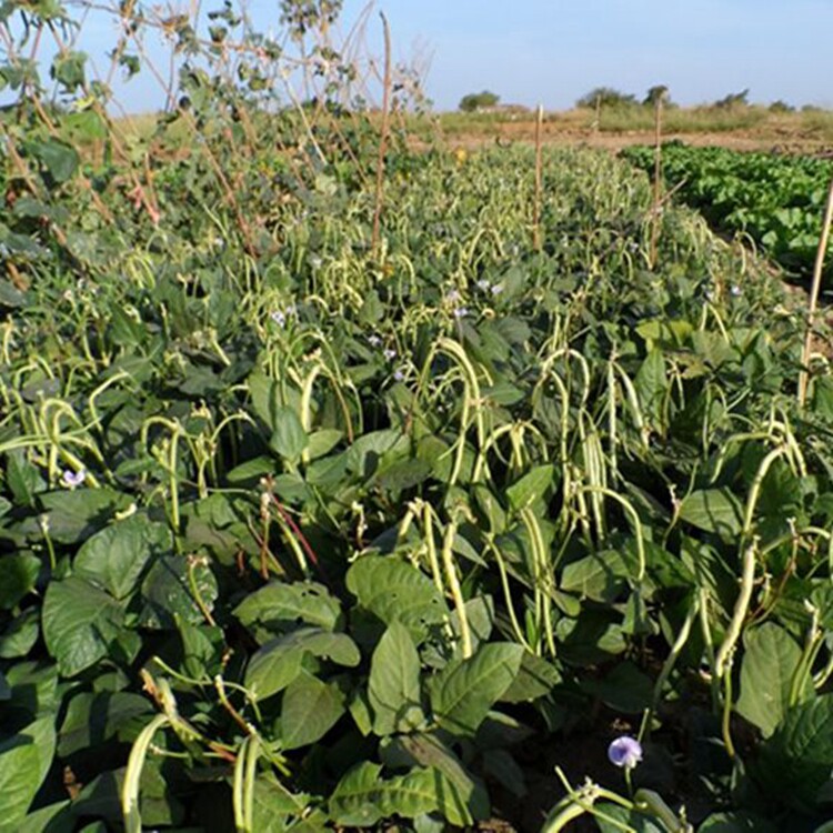 精品无架豆种子无需搭架的豆角春秋豇豆种子蔬菜种子大面积种植