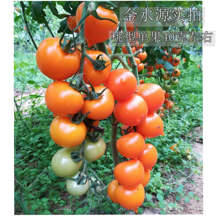金桃一号番茄 粉桃一号小番茄种子高档水果番茄 秋延越冬早春种植