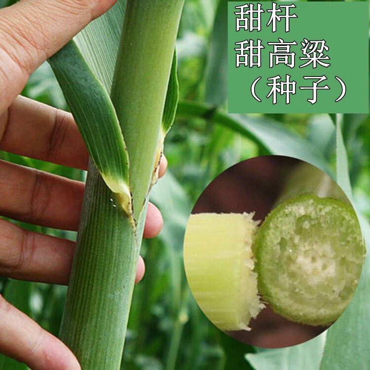 农家院甜杆种子棵棵甜高粱籽北方甘蔗种芦栗老品种可酿酒脆甜多汁