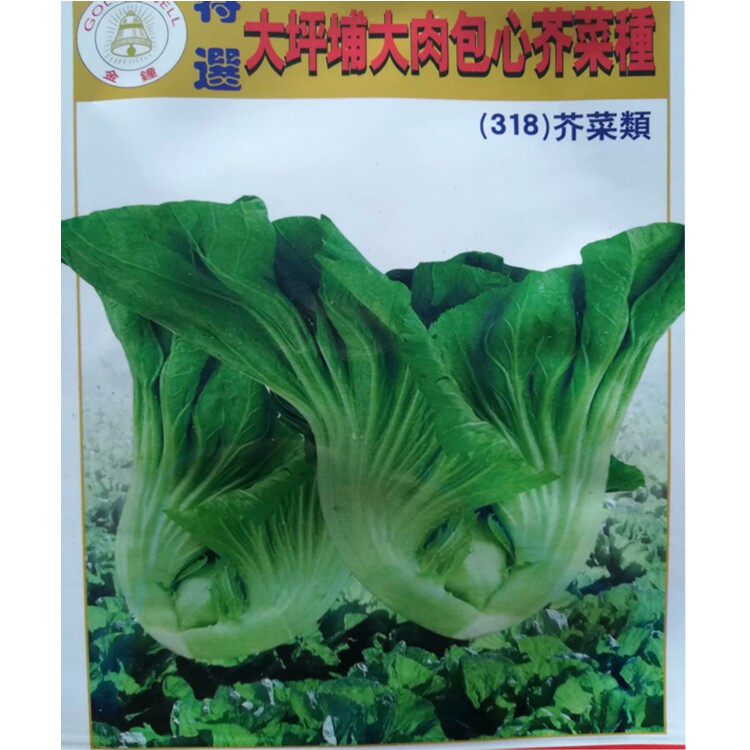 大坪铺大肉包心芥种子芥菜头水东芥菜蔬菜种子卷心菜肉厚质内高产