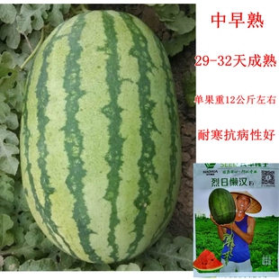 烈日懒汉西瓜种子耐干旱 懒汉瓜王西瓜种子抗病耐重茬蔬果种子