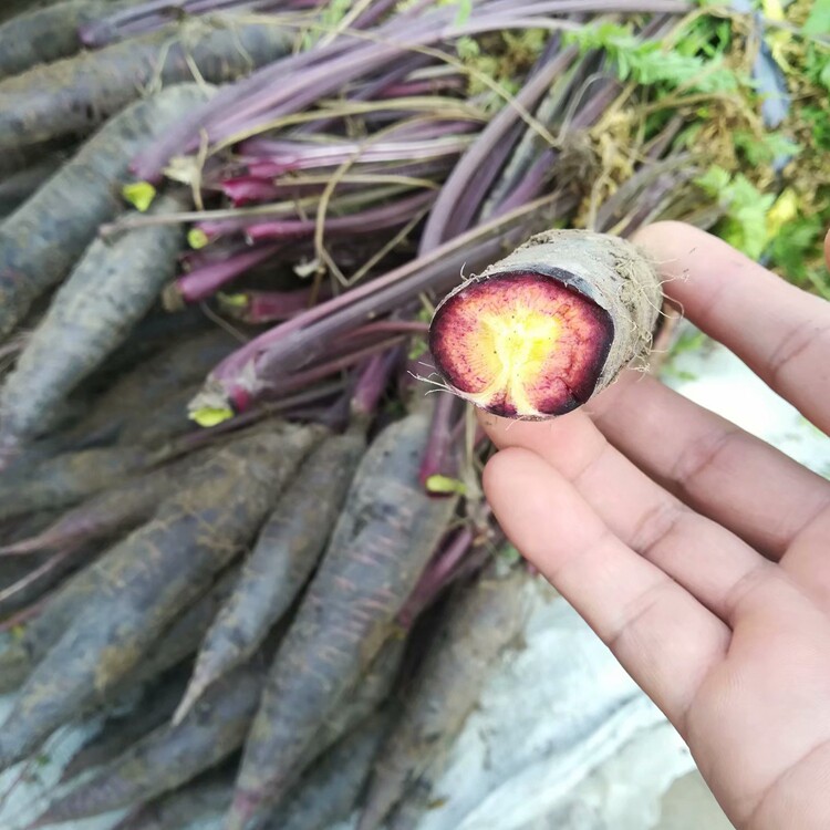 紫八寸胡萝卜种子紫皮萝卜艳紫胡萝卜籽蔬菜种子黑色水果胡萝卜种