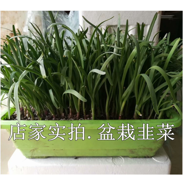 蔬菜寿光四季大田良种独根红韭菜