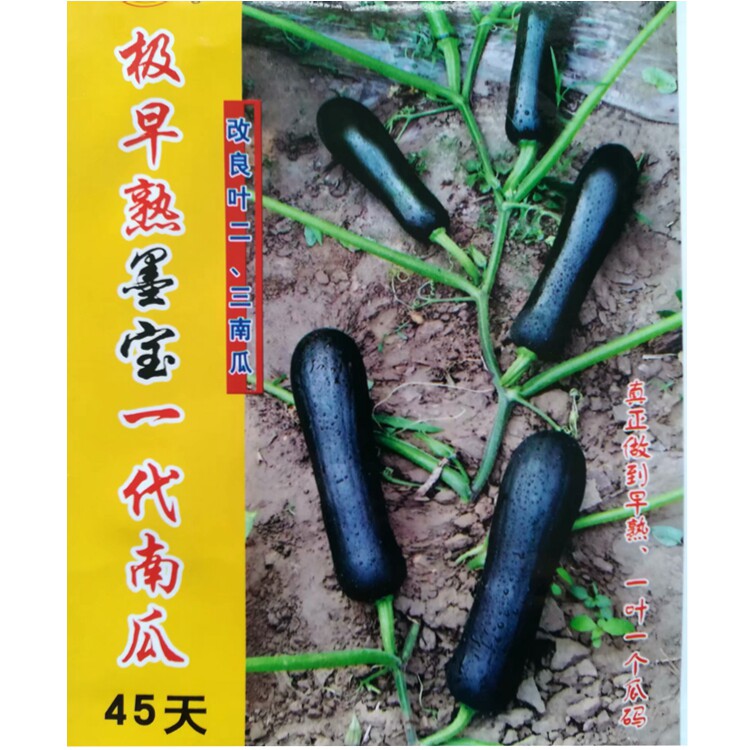 南瓜早熟老品种南瓜种子