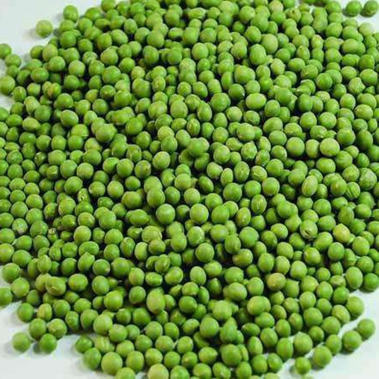 绿豆种子春播豆子种子早熟高产抗病绿豆种籽露地菜园种植