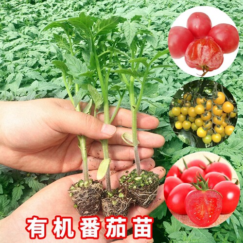 草莓番茄苗大小水果西红柿苗子黄小番茄四季阳台盆栽蔬菜苗 - 封面