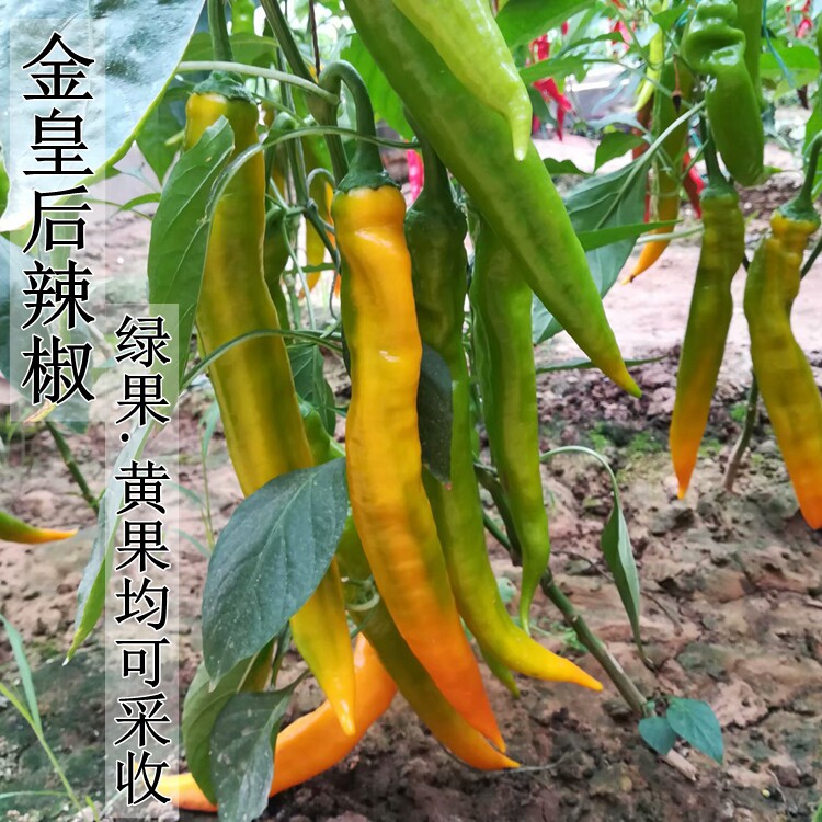 金香玉辣椒种子金黄色尖椒黄绿果均可收秋延越冬早春种植蔬菜种子