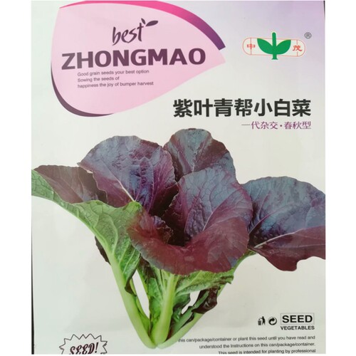 紫叶青帮小白菜四季盆栽