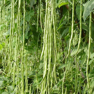 白条豇豆种子趴架春秋蔬菜