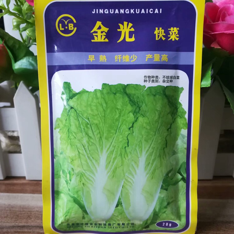 金光快菜速生种子早熟四季