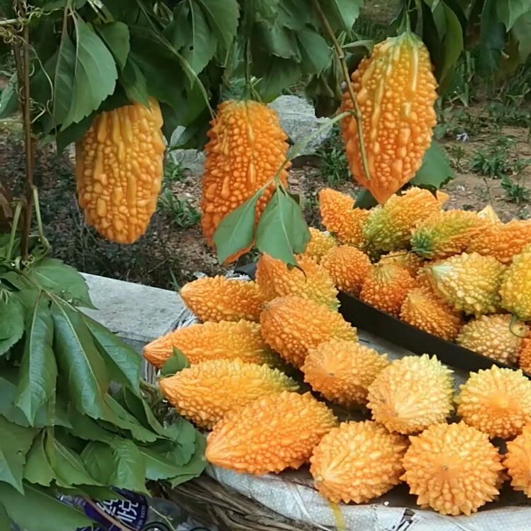 小癞瓜种子小金瓜种子赖葡萄庭院家庭盆栽观赏食用多年生特菜种子