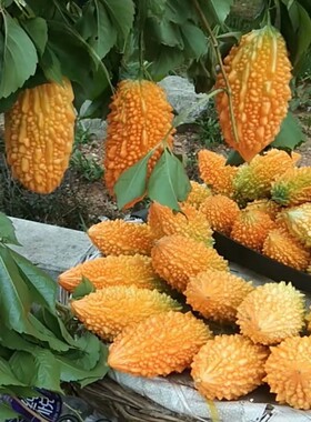 癞瓜庭院盆栽食用多年生赖葡萄