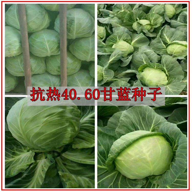 抗热40.60甘蓝种子夏王甘兰种子越夏用甘蓝大头菜洋白菜蔬菜种子