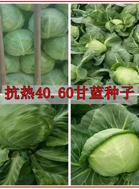 抗热40.60甘蓝种子夏王甘兰种子越夏用甘蓝大头菜洋白菜蔬菜种子