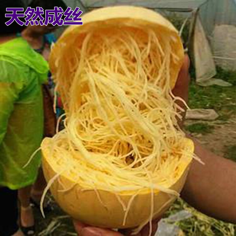 金丝搅瓜种子天然成丝拍砸二号三号搅瓜抗病巨大天然粉丝南瓜