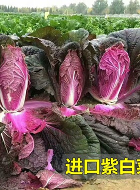 紫白菜种子红心春秋大白菜