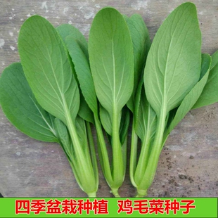 鸡毛菜种子小油菜小松菜种子纤维少生长快青帮白菜种子春四季种植