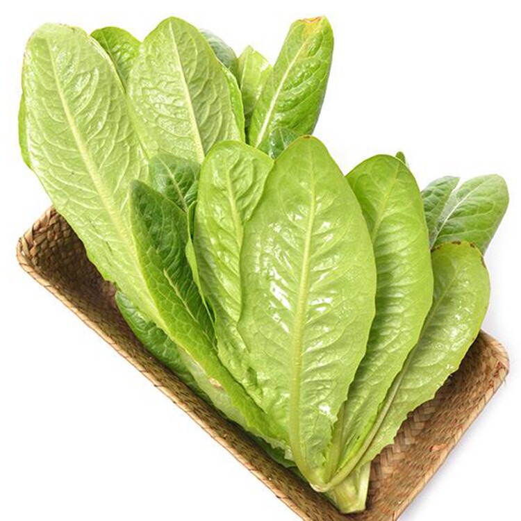 罗马直立生菜种子绿萝生菜种四季种植蔬菜种子特色生菜种子
