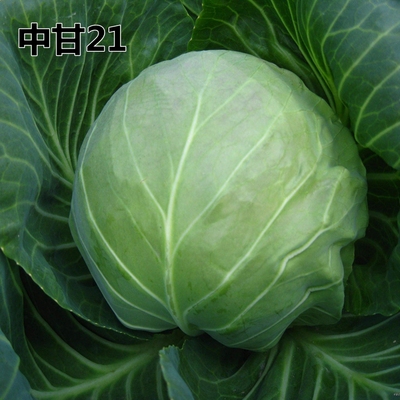 21甘蓝种子冬性抗干烧心病亩产