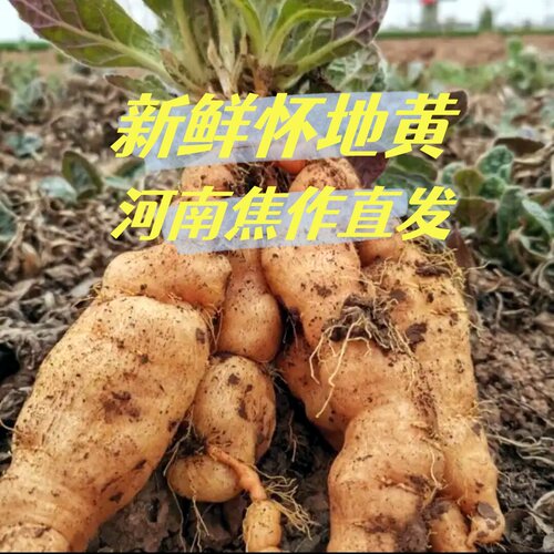 河南焦作鲜地黄怀地黄现挖