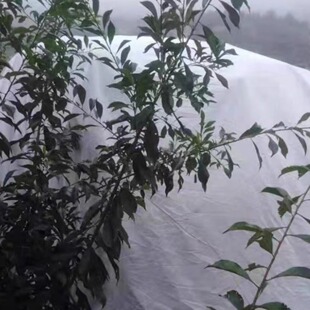 樱桃车厘子果树防雨布防裂果遮雨透气防水不烧果抗老化农用布果园