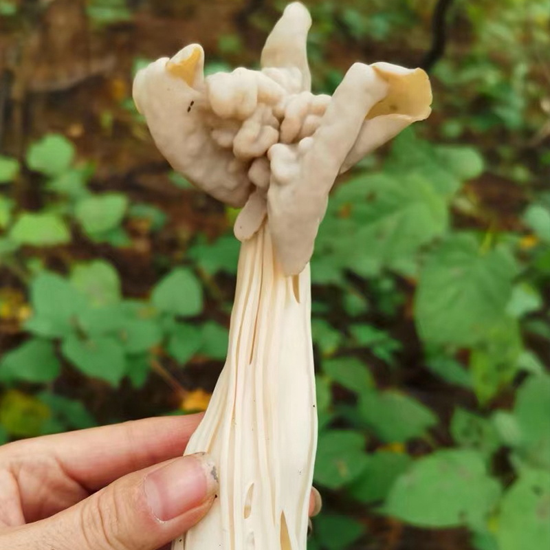 许氏醇品野生腐竹蘑蘑菇干东北农家土特产干货炖汤煲汤新货