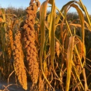 包邮 5小袋共4斤顺丰 朝阳 2025黄小米新米 许氏醇品酵素小米