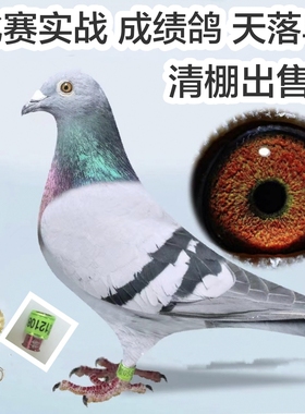纯正信鸽公棚赛鸽天落鸟成绩信鸽种鸽养好鸽子首先要有好种鸽