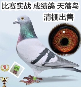纯正信鸽公棚赛鸽天落鸟成绩信鸽种鸽养好鸽子首先要有好种鸽