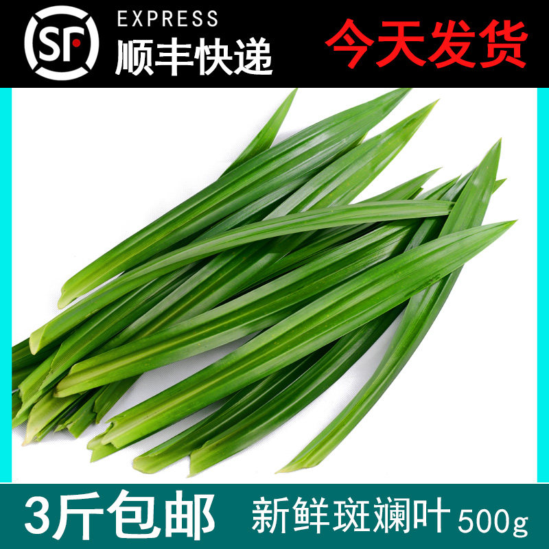 新鲜斑斓叶千层糕蛋糕广东省香兰叶食用包鸡斑兰叶500g 3斤起包邮