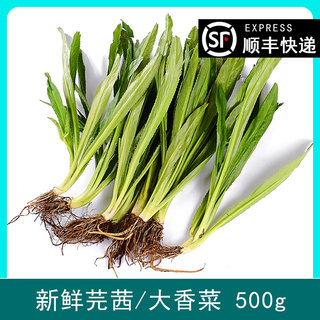 泰国餐厅用大香菜芫茜刺芹 泰式冬阴功材料芫荽新鲜鹅蒂鹅帝 500g