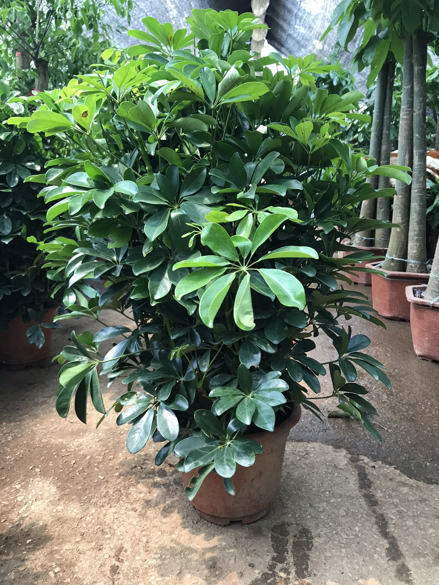 摇钱树鸭脚木鸭掌木 鹅掌柴盆栽外绿植花卉发财树水养除甲醛清新