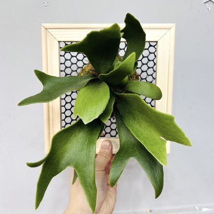 二岐鹿角蕨板植挂板丨ins风铁艺北欧森系家居壁挂垂吊植物盆栽
