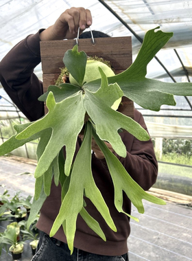 鹿角蕨板植挂板丨二岐鹿角蕨ins挂墙绿植丨蕨类植物盆栽垂吊壁挂