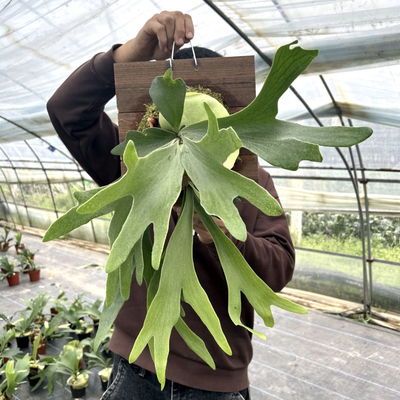 鹿角蕨板植挂板丨二岐鹿角蕨ins挂墙绿植丨蕨类植物盆栽垂吊壁挂