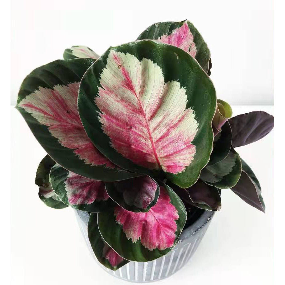 红玫瑰竹芋 盆栽 彩叶植物 四季养植 室内桌面花卉 包邮