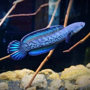 蓝宝石雷龙鬼王巴卡二型七彩雷龙阿萨姆奶茶黄嘴幻蓝雷龙喜玛拉雅