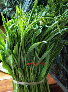 当季新货 云南德宏新鲜蔬菜青菜苔苦菜苔 酸扒菜蔬菜加冰空运