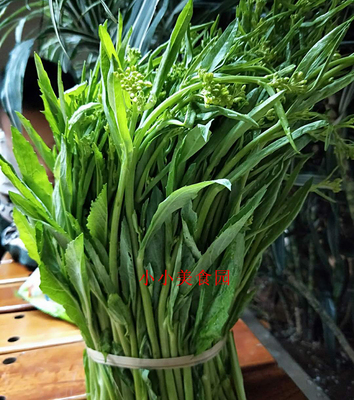 当季新货 云南德宏新鲜蔬菜青菜苔苦菜苔 酸扒菜蔬菜加冰空运