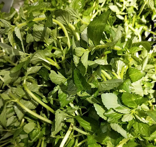 野生香菜傣味新鲜500g火锅