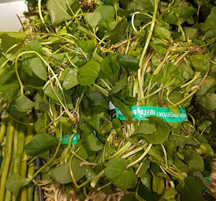 云南马蹄草水莲叶野生马蹄叶马蹄菜500克 野苦菜 凉拌煮肉圆子