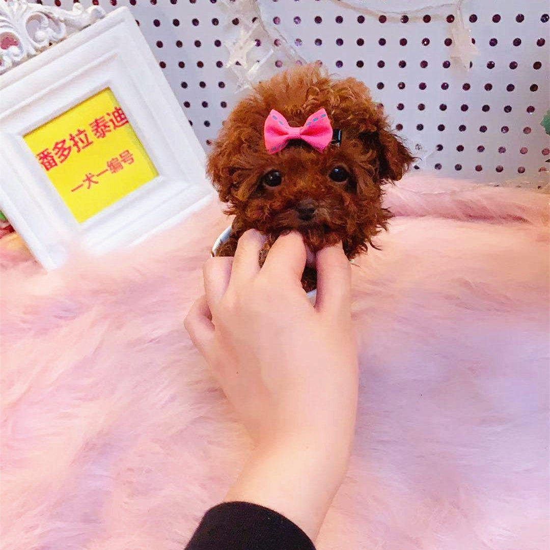 17-1妹妹】韩系大眼睛厚厚小卷毛小短嘴~茶杯犬超小体深枣红